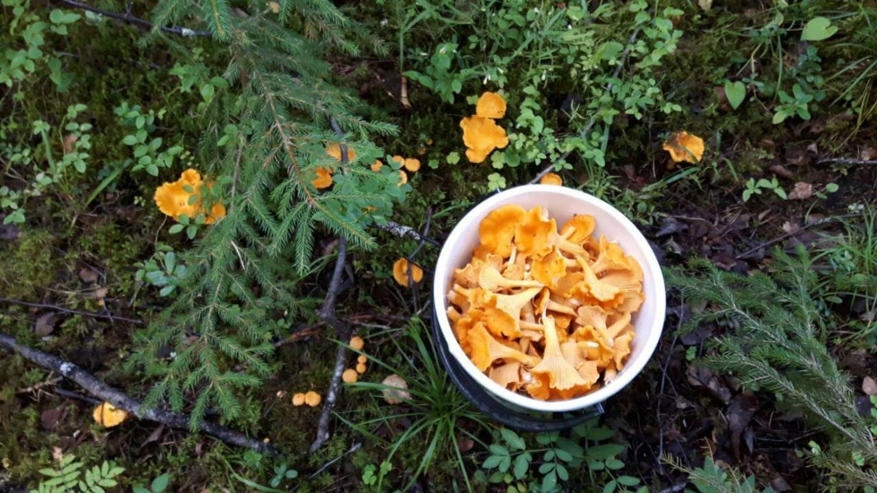 Готель Kujanpaeae | Paajoen Vuokramoekit Himos Екстер'єр фото