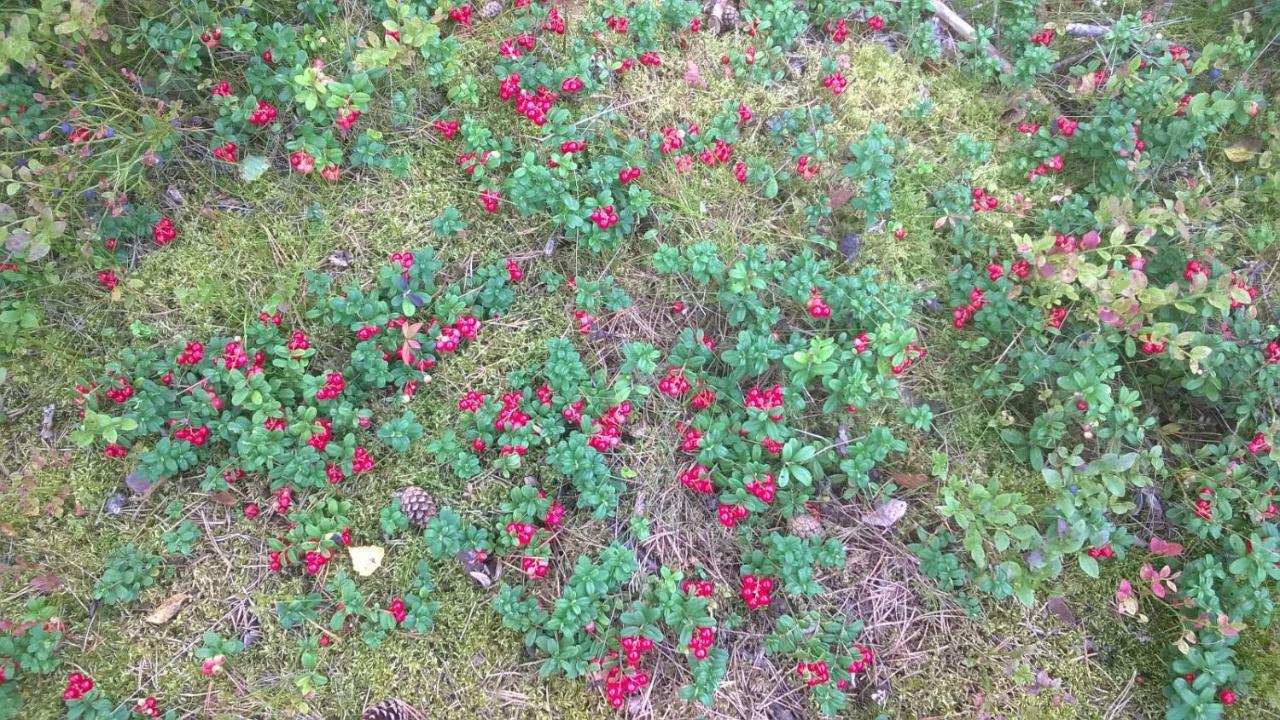 Готель Kujanpaeae | Paajoen Vuokramoekit Himos Екстер'єр фото